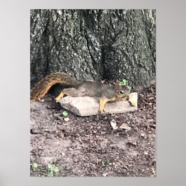 Eichhörnchenplakat Poster (Vorne)