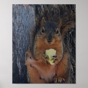 Eichhörnchenplakat Poster