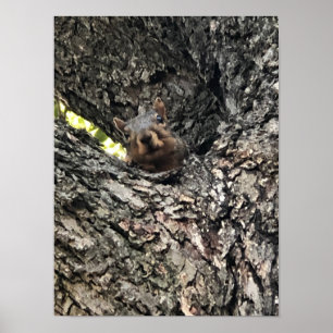 Eichhörnchenplakat Poster