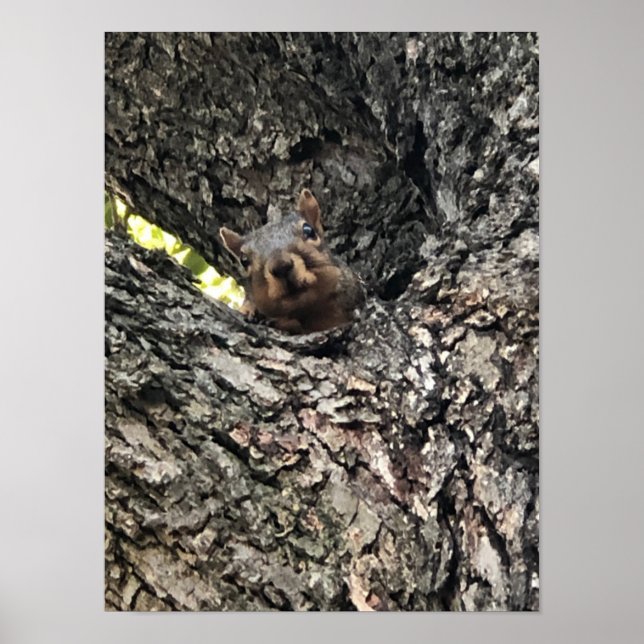 Eichhörnchenplakat Poster (Vorne)