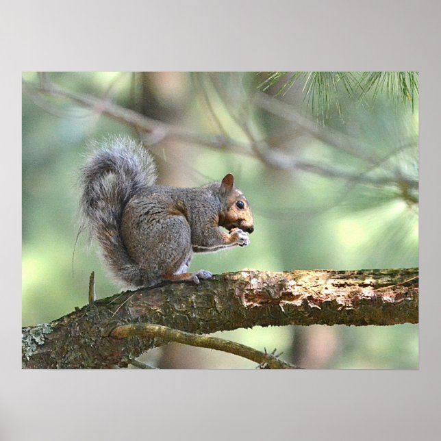 Eichhörnchenplakat Poster (Vorne)