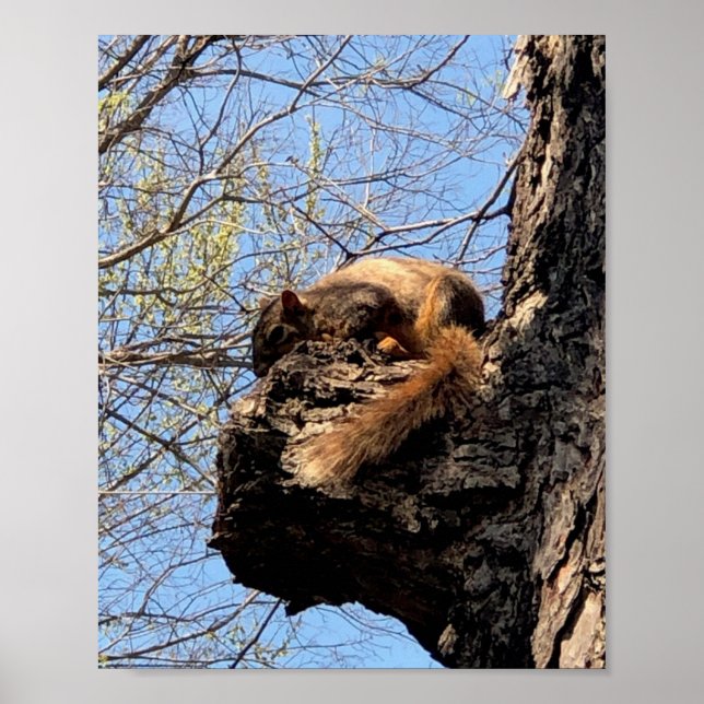 Eichhörnchenplakat Poster (Vorne)