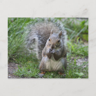 Eichhörnchenpostkarte Postkarte
