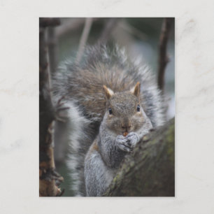 Eichhörnchenpostkarte Postkarte
