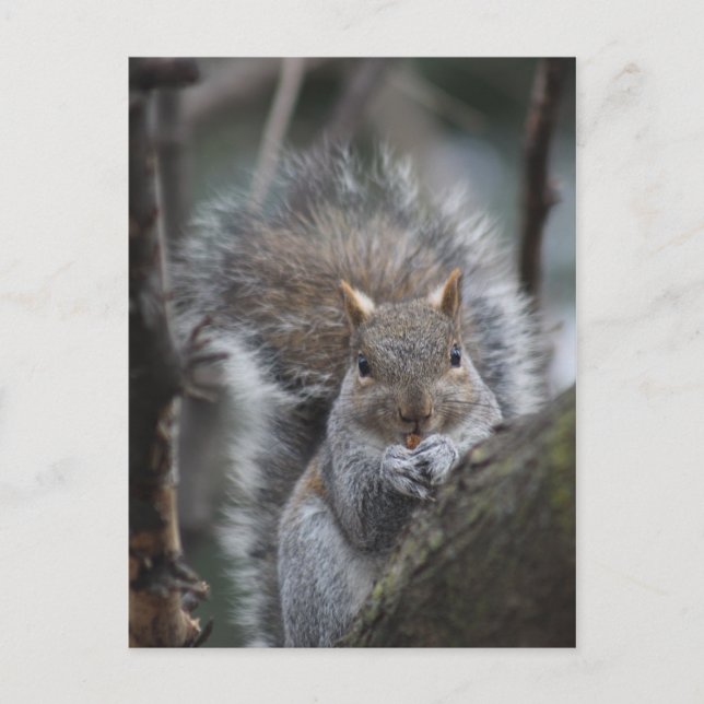 Eichhörnchenpostkarte Postkarte (Vorderseite)