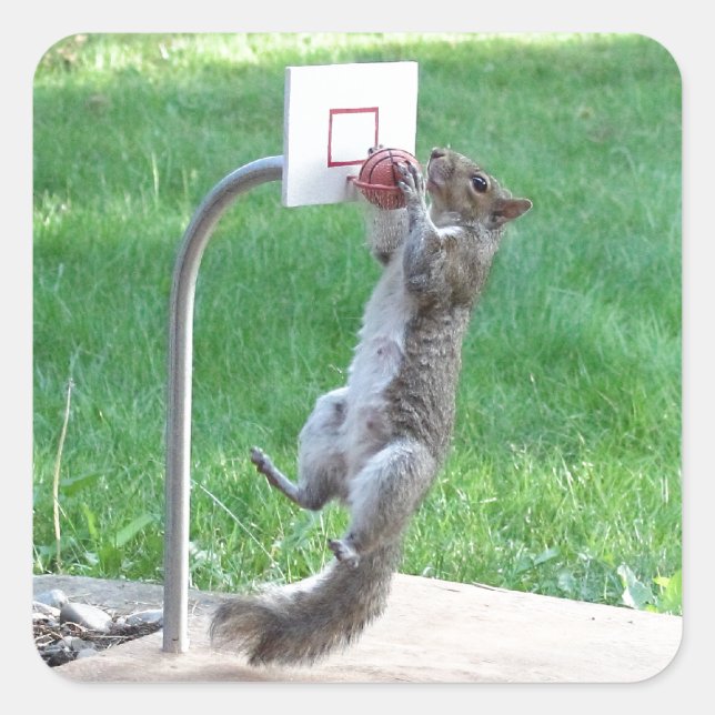 Eichhörrel Slam Dunk Quadratischer Aufkleber (Vorderseite)