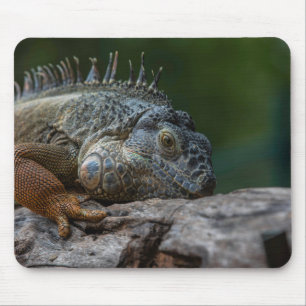 Eidechse, Iguana, Natur Mousepad