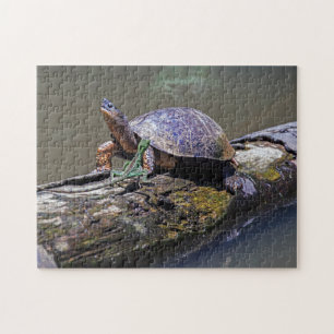 Eidechse und Flußschildkröte in Tortuguero - Costa