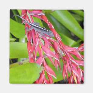 Eidechse und Schönheit Magnet