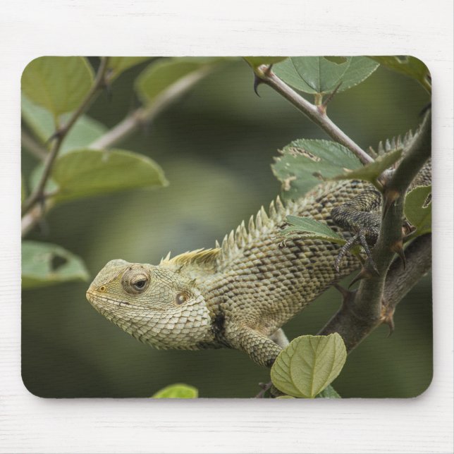 Eidechsen, Eidechsen, Tiere im Orientalischen Gart Mousepad (Vorne)