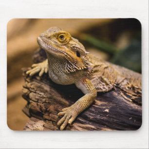 Eidechsen, Reptilien, Drachen Mousepad