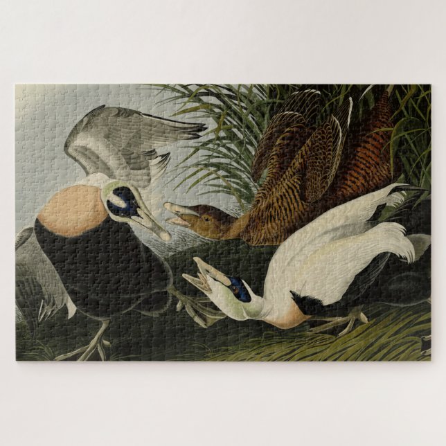 Eider Duck, Common Eider, Audubon Birds of Amerika (Horizontal)