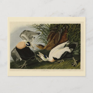 Eider Duck, Common Eider, Audubon Birds of Amerika Postkarte