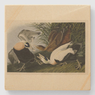 Eider Duck, Common Eider, Audubon Birds of Amerika Steinuntersetzer