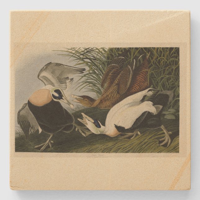 Eider Duck, Common Eider, Audubon Birds of Amerika Steinuntersetzer (Vorderseite)