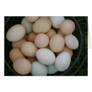 Eier