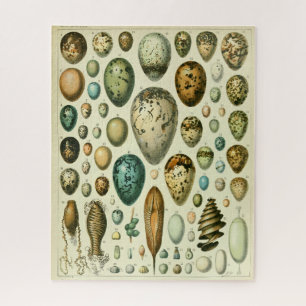 Eier antike Naturgeschichte Illustration Millot