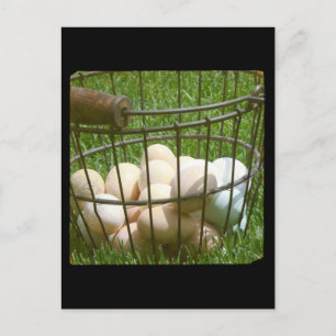 Eier Postkarte