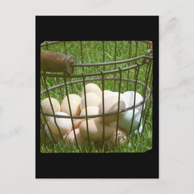 Eier Postkarte (Vorderseite)
