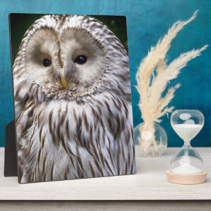 EIGENSCHAFT FOTOPLATTE