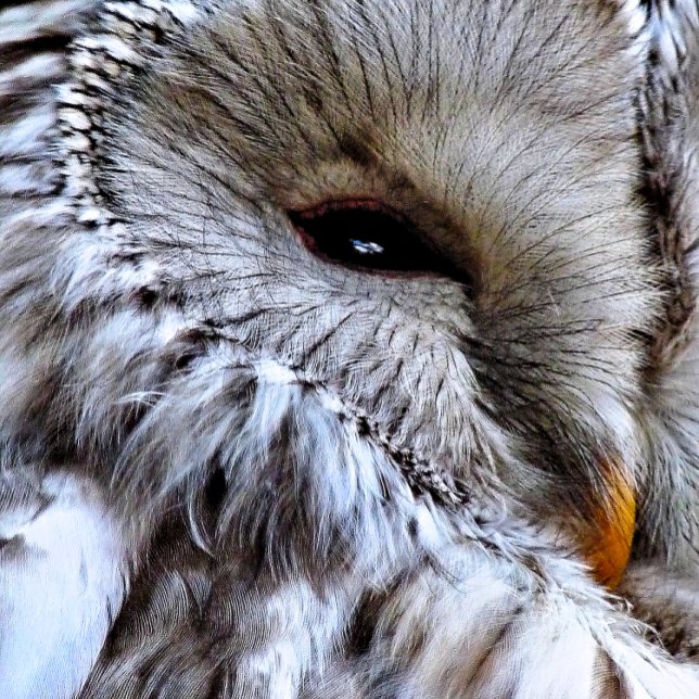 EIGENSCHAFT KARTE (A beautiful owl just keeping an eye on things. )