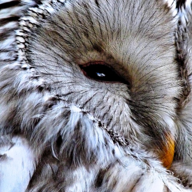 EIGENSCHAFT MAGNET (A beautiful owl just keeping an eye on things. )