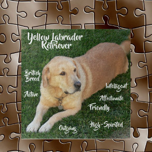 Eigenschaften des Yellow Labrador Retrievers Spiel