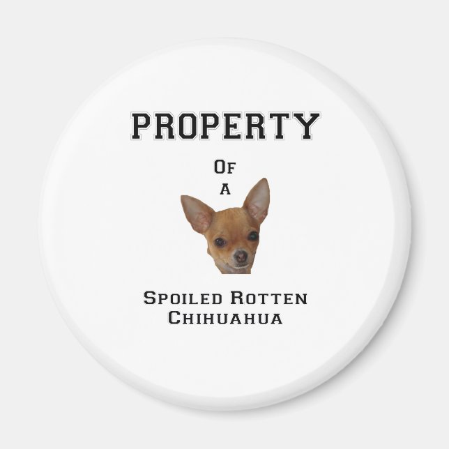 Eigentum eines verwöhnten Rotten Chihuahua Magnet (Vorne)