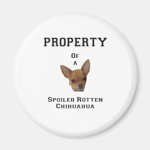 Eigentum verdorbenen faulen Chihuahua Magnet