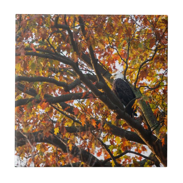 Ein Adler im Herbst Fliese (Vorderseite)