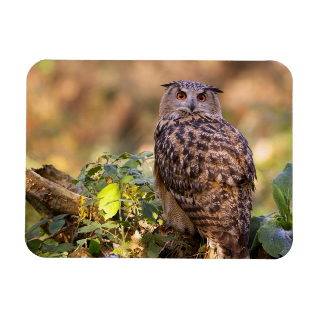 Ein Adleruschel Magnet (Horizontal)