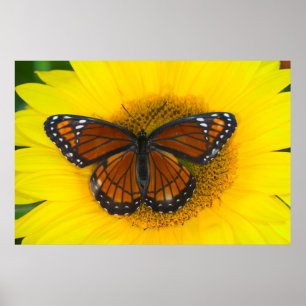 Ein Admiral-Falter Limenitis Archippus Poster