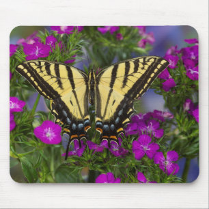Ein Admiralfalter auf dunkelrosa Blüten Mousepad