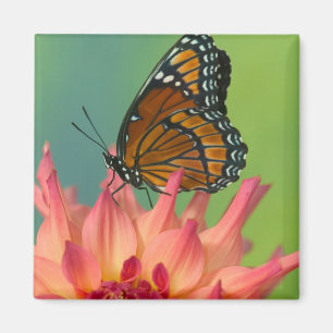 Ein Admiralfalter auf einer Zinnia Magnet