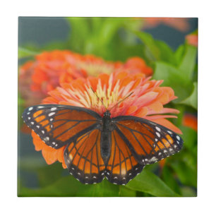 Ein Admiralfalter auf orangen Zinien Fliese