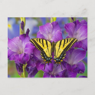 Ein Admiralfalter auf violetten Gladiolen Postkarte
