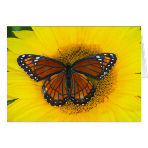 Ein Admiralfalter Limenitis Archippus