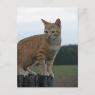 Ein Adorable Ginger Kitten im Land Postkarte