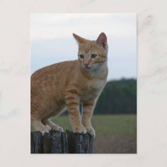 Ein Adorable Ginger Kitten im Land Postkarte (Vorderseite)