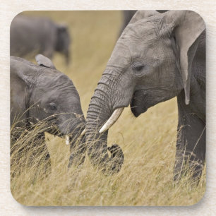 Ein Afrikanischer Elefant grast auf den Feldern Getränkeuntersetzer