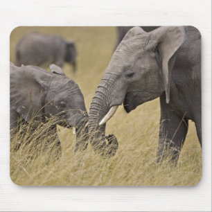 Ein Afrikanischer Elefant grast auf den Feldern Mousepad