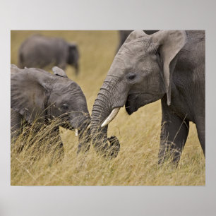 Ein afrikanischer Elefant weidet auf den Feldern d Poster
