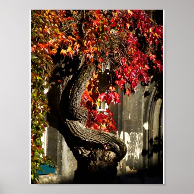 Ein altes Wesen Poster (Vorne)