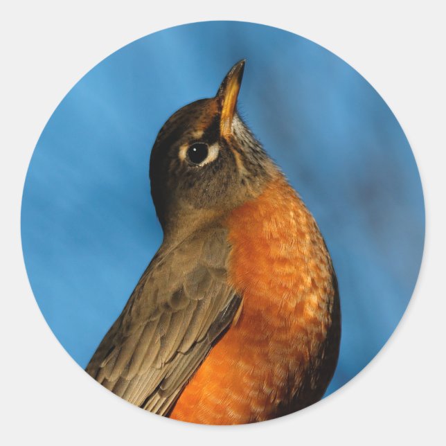 Ein amerikanischer Robin sieht auf Runder Aufkleber (Vorderseite)