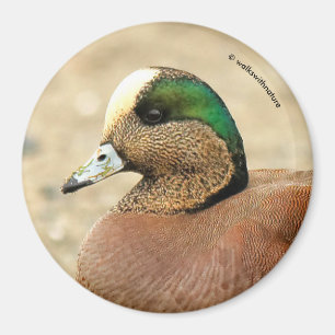 Ein amerikanisches Wigeon am Strand Magnet