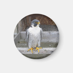 Ein anderer Bogenschütze-Magnet Magnet