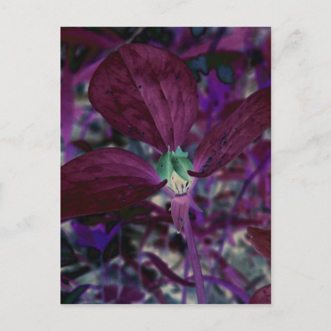 Ein anderes Trillium Postkarte (Vorderseite)