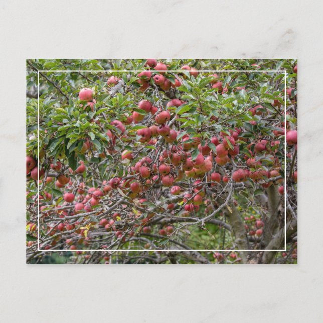 Ein Apfelbaum Postkarte (Vorderseite)