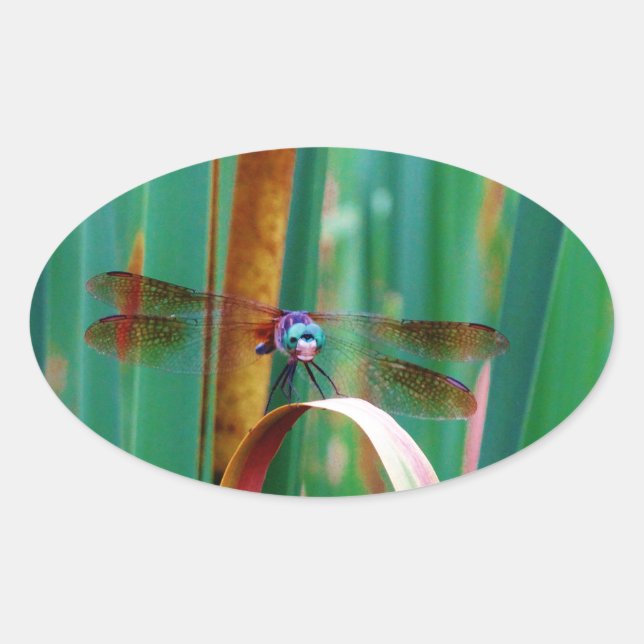 Ein aquamariner Mit Augen Drachenfliege mit Käfern Ovaler Aufkleber (Vorderseite)