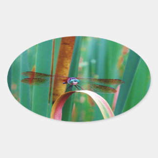 Ein aquamariner Mit Augen Drachenfliege mit Käfern Ovaler Aufkleber